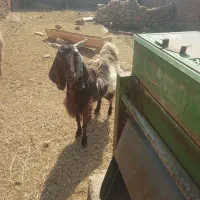 بز پاکستانی