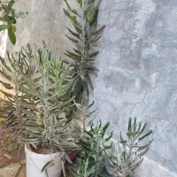 گل طبیعی