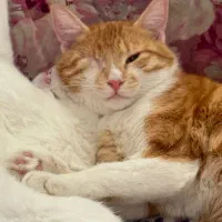 واگذاری گربه نارنجی سفید