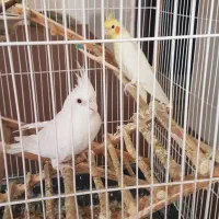 عروس هلندی نرآلبینوماده لوتینویک ساله تازه جفت زدن