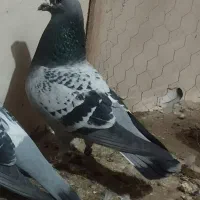 مسافتی ن|پرنده|نقده, |دیوار