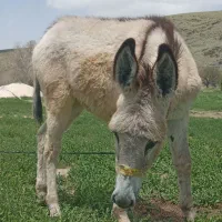 خر گله وکره