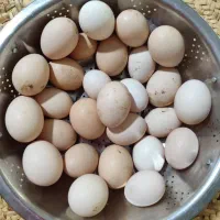 سفارش روزانه تخم مرغ نطفه دار