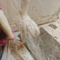 جوجه مرغ ماشینی 4ماهه سالم و سرحال
