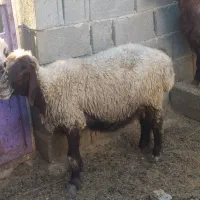 سه عدد میش قصابی چاق مخصوص کشتار
