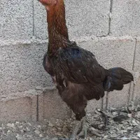 مرغ لاری