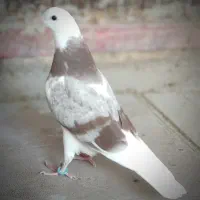 یکجفت جوجه عروسک ساعت سنگین