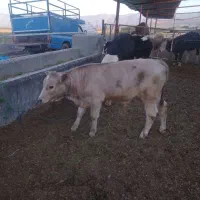 سه عدد گوساله نر اعدد شالوره 2عدد سیمنتال