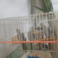 جوجه عروس هلندی