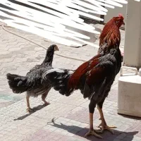 لاری سالم سرحال