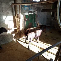 گوسفند.شیشک.بره.قوچ