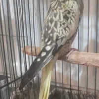 سه عدد پرنده نژاد دار سالم