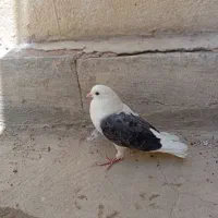 کبوتر تهرانی