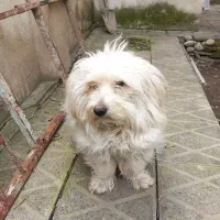 سگ پشمالو دوساله