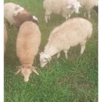 فروش گوسفند نر وماده