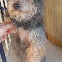 میکس تریر و پودل.نر ۹ماه تربیت شده اپارتمانی