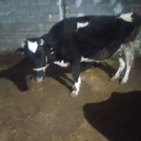 گاو لاغر