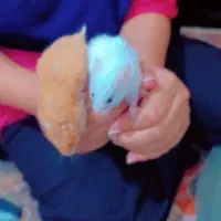 همستر