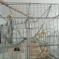 عروس هلندی