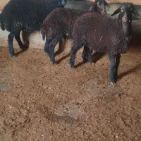 بره قزل