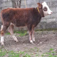 لیشه سیمینتال گوساله ماده گاو