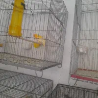 پرنده|پرنده|کاشان, باغ ماجد|دیوار