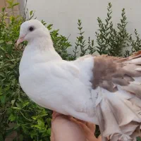 کبوتر طاووسی