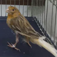 قناری ماده آماده