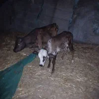 ۲عدد گوساله نر