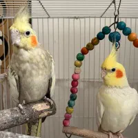 عروس هلندی سخنگو جفت