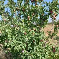 باغ-الوبایک-ساعت-اب-ملکی-جوان-وپربار