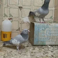 کفتر|پرنده|شیراز, لب آب|دیوار