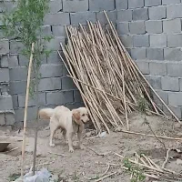 سگ گلدن رتریور ماده