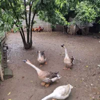 فروش چند عدد قوغاز
