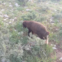 توافقی