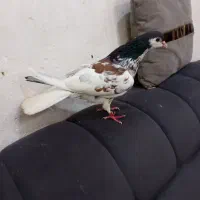 نرطاقی افشون وپلاکی جوجه