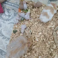همستر|موش و خرگوش|رامشیر, |دیوار