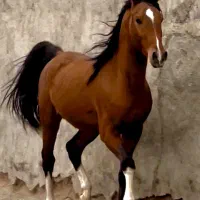 نریان دره شور پنج نشان