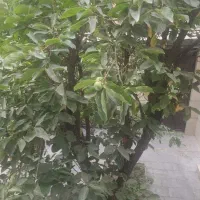 اجاره آپارتمان مسکونی