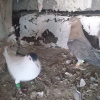 کبوتر|پرنده|شیروان (خراسان), |دیوار