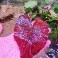 گیاه نیلوفر رد تایگر آکواریوم پلنت