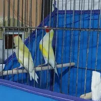 جفت فنج گلدین