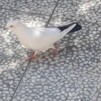کفتر ر