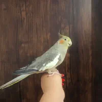 نرماده دوتا دستی رام جوجه میذارن