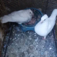 مرغ عشق وکبوتر.لنده