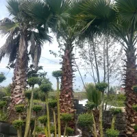 درخت نخل پالم واشنگتن ۶و ۷ متری ریشه پرس