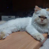 گربه