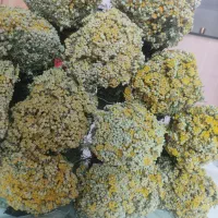 برنجاس تمیزه چین امسال فروشی