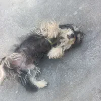 سگ پاکوتا