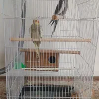 عروس هلندی جفت